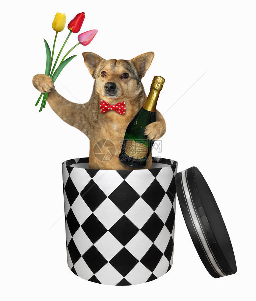 红蝴蝶领带的狗带着一瓶香槟和花束从礼物盒里拿出来图片
