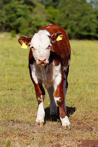 一头红牛和一头白背景图片