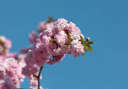 樱花树开花美丽的粉红色樱花树枝上有美丽图片