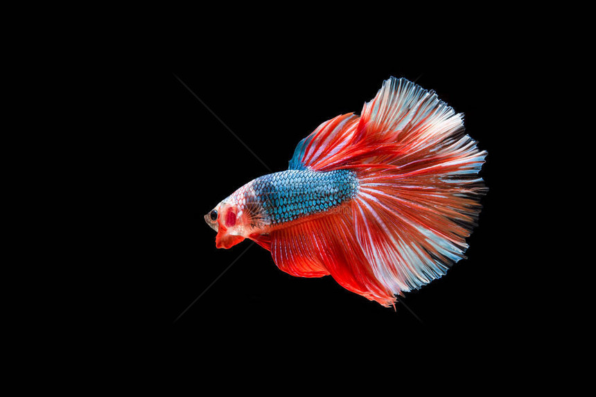 美丽多彩的暹罗斗鱼图片