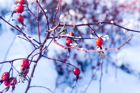 冬天红狗玫瑰花在灌木丛上关上雪底的狗尾莓冰冻图片