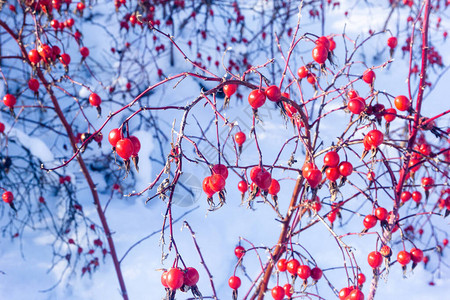 冬天红狗玫瑰花在灌木丛上关上雪底的狗尾莓冰冻图片