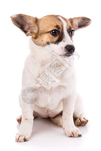 这只小狗坐在他的后腿上看右边作为明信片设计元素孤立图片