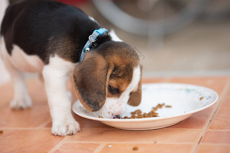 小狗猎犬在盘子上吃东西的特写背景图片