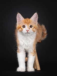 可爱的红白缅因猫小背景图片
