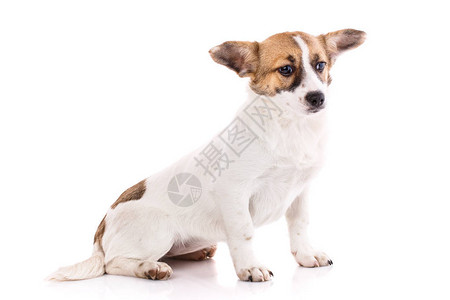 这只小狗坐在他的后腿上看右边作为新年明信片设计元素孤立图片