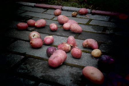 马铃薯和土豆图片