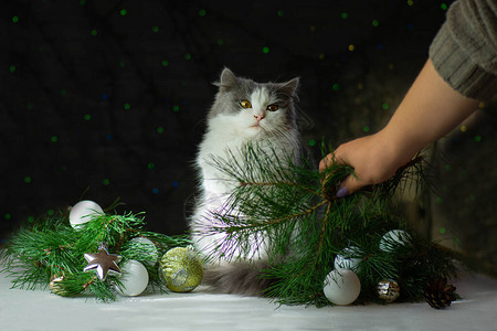 猫在圣诞树上小猫图片