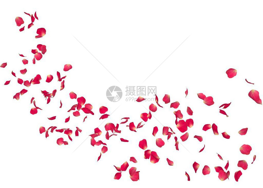 红玫瑰的花瓣飞向远方白孤图片