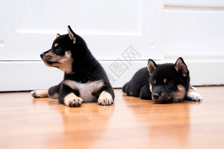 柴犬小狗日本柴犬美丽的柴犬小狗颜色黑和棕褐色35天木地板上的小狗图片