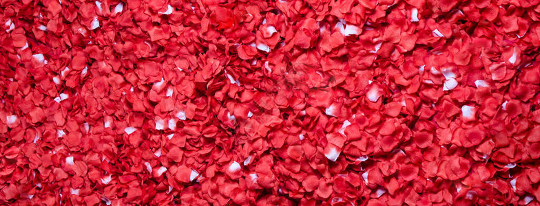 美丽的红玫瑰花瓣背景情人节背图片