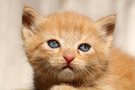可爱的小红猫背景图片