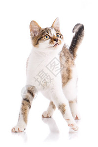 一只顽皮毛茸的小猫抬头猫抬起尾巴站着这只猫被隔离在白色背景上图片