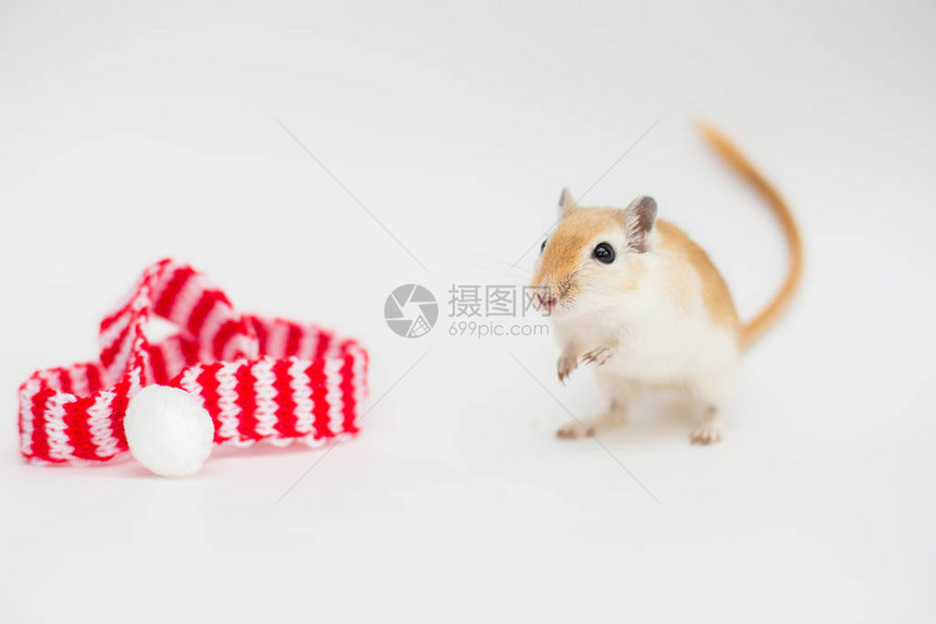 红色的鼠标蒙古沙发西比特在白色背景上接近图片
