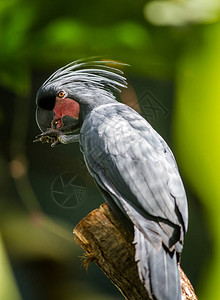 大自然中的棕榈凤头鹦鹉肖像图片