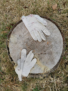 被扔掉的旧布手套留在了砍断的树干上高清图片