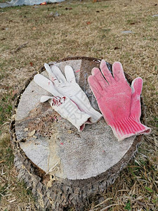 被扔掉的旧布手套留在了砍断的树干上高清图片