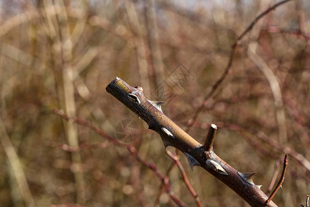 野生玫瑰果的枝干带有锋利的刺图片
