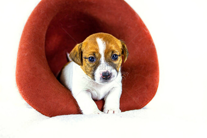 小狗杰克罗素泰瑞尔坐在白色背景的帽子里图片