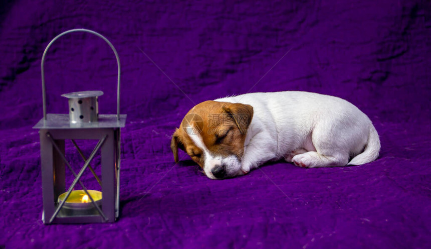 小狗雌杰克拉塞尔泰瑞尔睡在紫色背景上图片