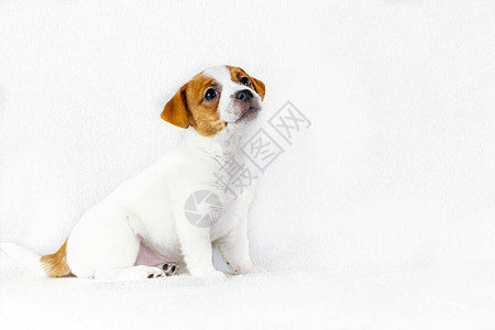 坐在白色背景水平格式的白色背景上的可爱小狗大便russellT图片