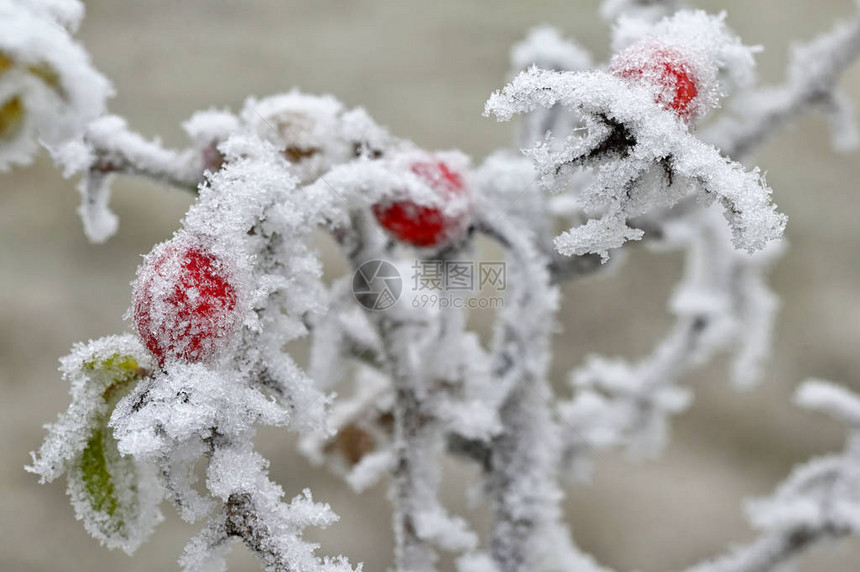 用冰覆盖的宏观冷冻玫瑰果图片