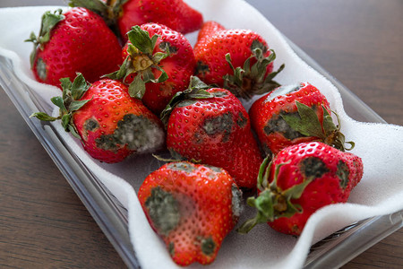红色成熟草莓上的灰霉图片