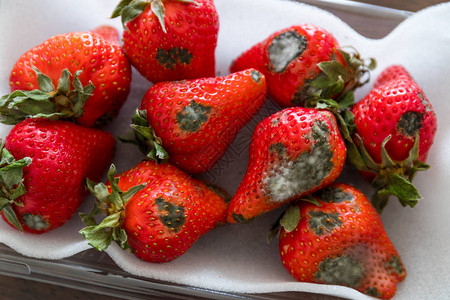 红色成熟草莓上的灰霉高清图片