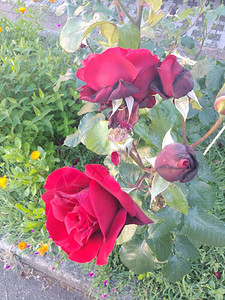 在玫瑰花的红玫瑰花朵中种植在太图片