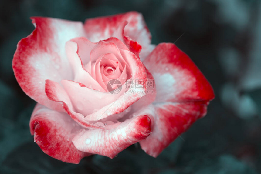 粉红玫瑰花用于情人节和婚礼背景图片