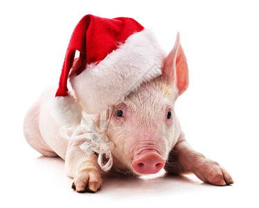 穿着圣诞帽子的小猪在白色背景图片