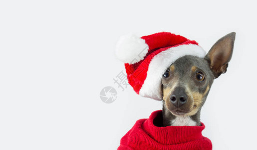 小狗装扮成圣诞老人灰色迷你皮克小狗和诺埃尔爸的帽图片