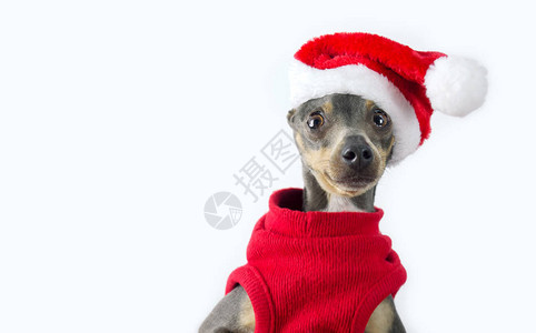 小狗装扮成圣诞老人灰色迷你皮克小狗和诺埃尔爸的帽图片