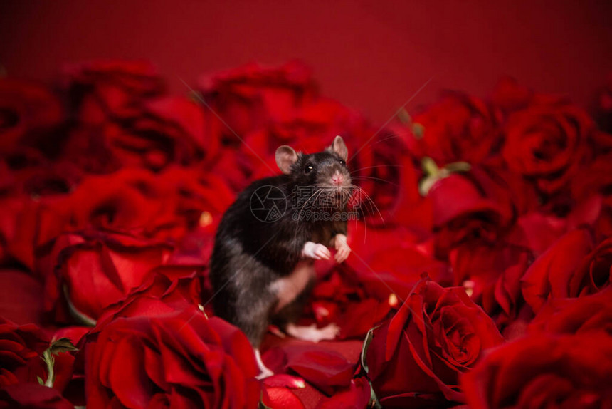 一只国内灰鼠坐在红色的玫瑰旁边图片