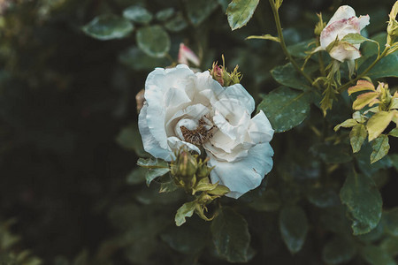 花园里的白玫瑰粉红玫瑰背景图片