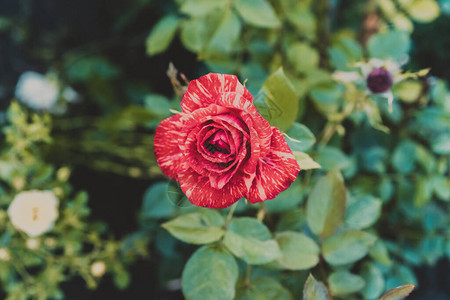花园里的红玫瑰粉红玫瑰背景图片