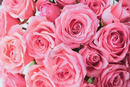 一束美丽的新鲜粉红玫瑰盛开图片