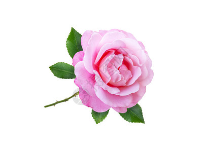 粉红玫瑰花和白图片