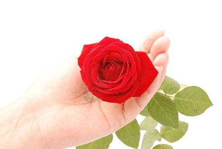 一位年长的白人女手握着红玫瑰开张图片
