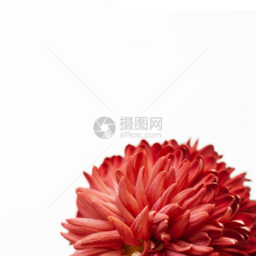 红大菊花在白色平底背景图片