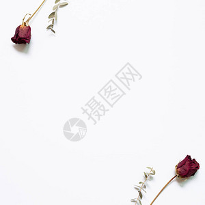白色背景的红玫瑰花朵图片