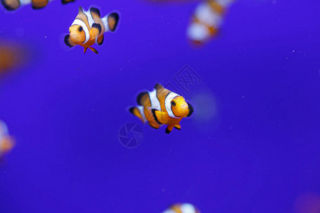 小丑鱼在水族馆社区中孤立的蓝色背景图片