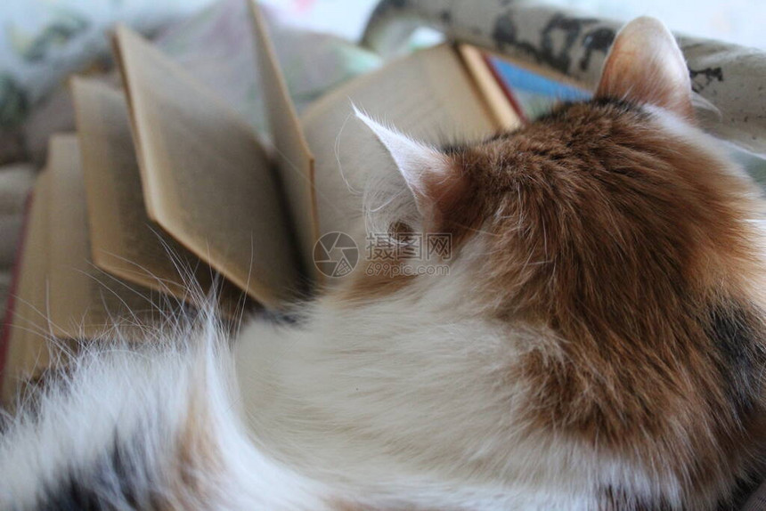 蓬松的五彩猫和打开旧书猫蓬松图片