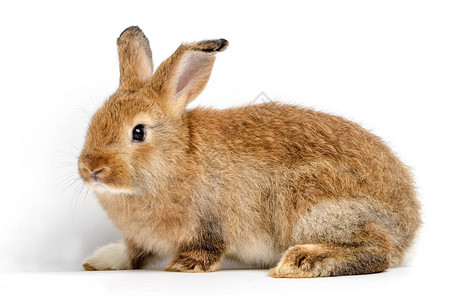 白色背景的可爱棕色小兔子图片