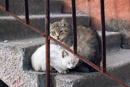 灰猫和白猫坐在楼梯上图片