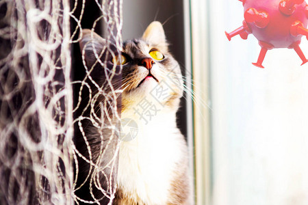 小灰猫跟着一个巨大的红冠飞向窗外隔离概念呆在家里的概念图片
