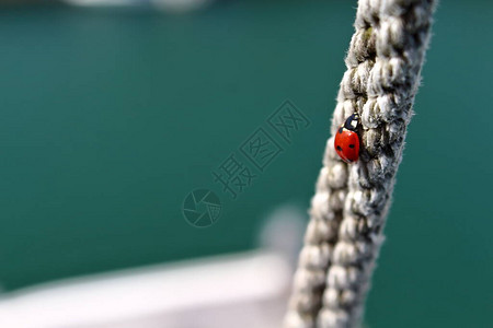 爬绳的瓢虫瓢虫图片