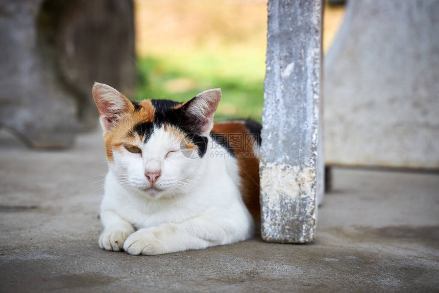 美丽的三色猫睡在地上图片