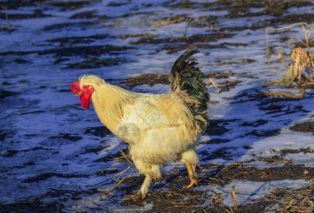 冬天农场里的鸡冬天的母鸡冬天的图片