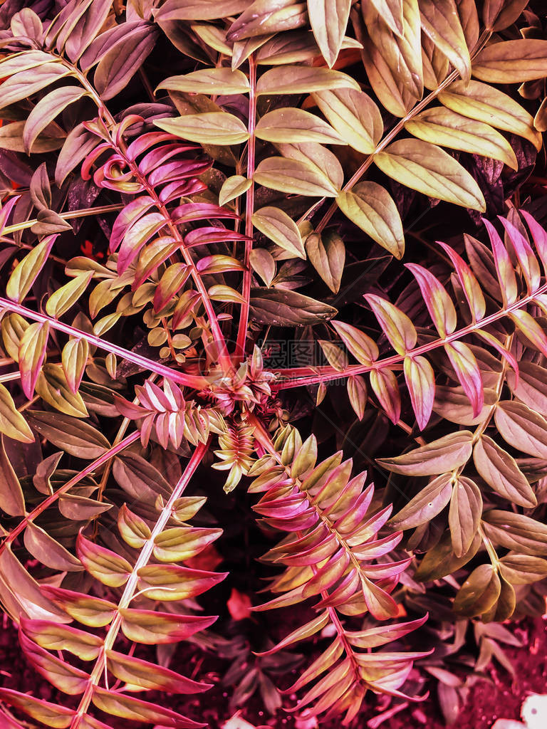 新鲜的热带观赏红叶背景纹理图片